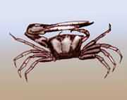 �����г�з