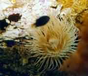 ɺ�����еĺ���