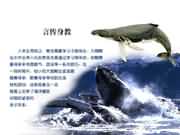 �Ԃ����̱����{