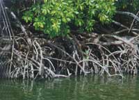 �t��ֲ���ϵ�O��l(f��)�_�����L�ܿ�