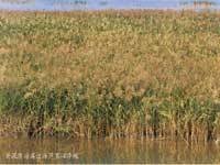 λ�����K����̎�ĺ��ݞ����ϲ�����ɳӰ푣��ذ����^(q��)�ɫ�^�\��